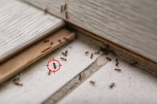 Best Local Pest Control Services  in Burgaw, NC
