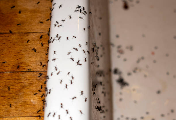 Spider Control Near Me in Burgaw, NC