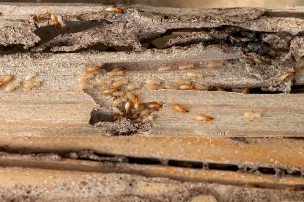 Bird Control in Burgaw, NC