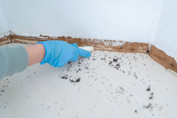 Best Local Pest Control Services  in Burgaw, NC